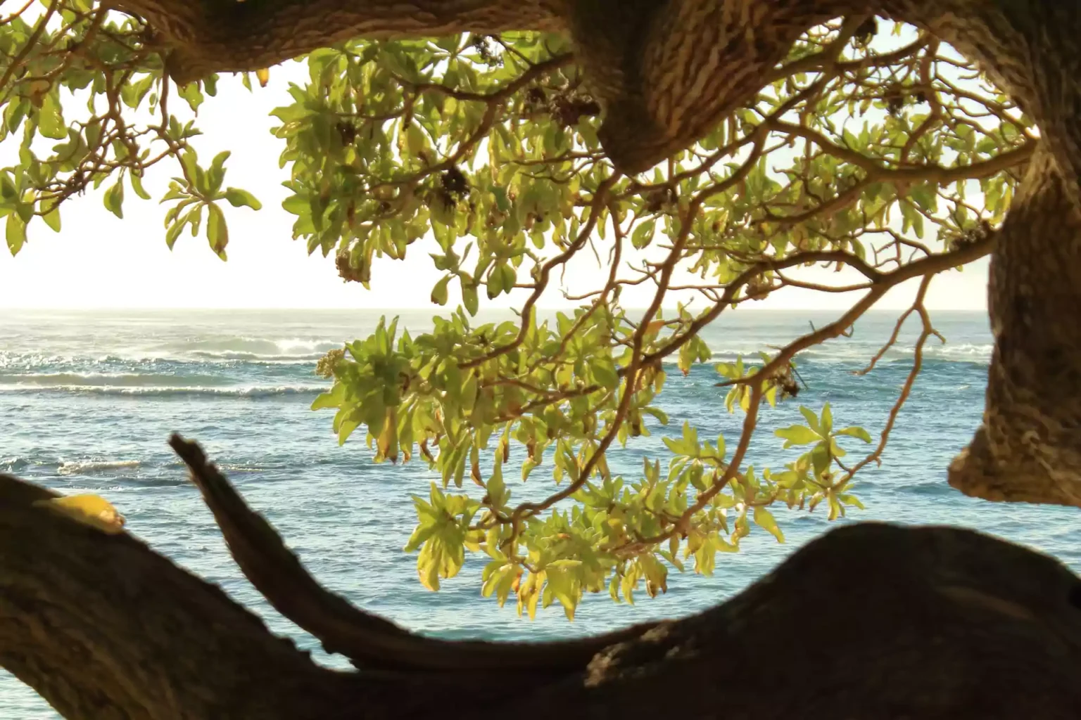 veloutier-east-mauritius