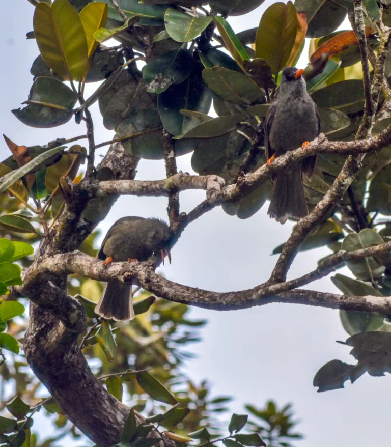 mauritius-wildlife-birdwatching-2