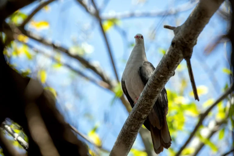 mauritius-wildlife-birdwatching