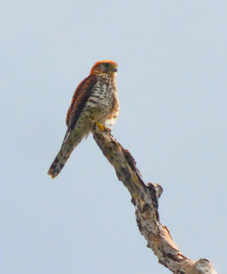 mauritius-wildlife-birdwatching-kestrel