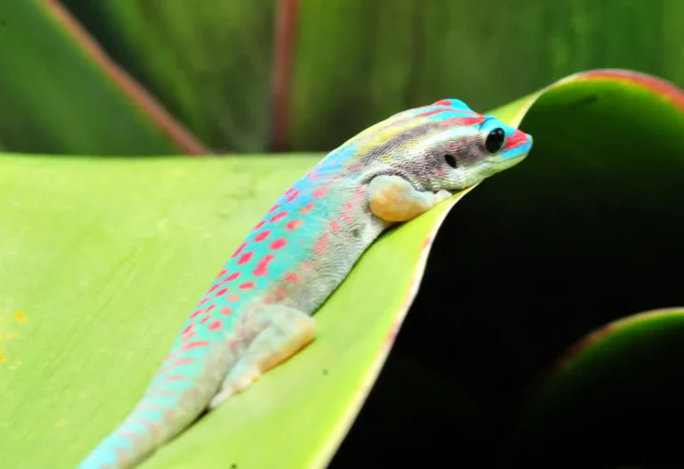 mauritius-wildlife-gecko
