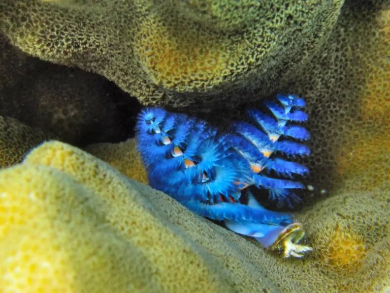 Snorkeling-mauritius-2