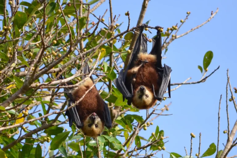 ebony-forest-mauritius-bats