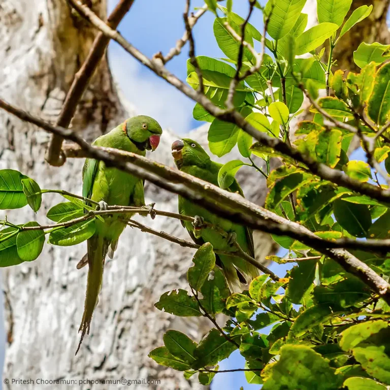 ebony-forest-mauritius-echo-parakeet