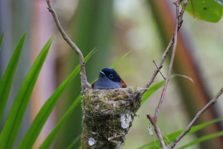 ebony-forest-mauritius-flycatcher