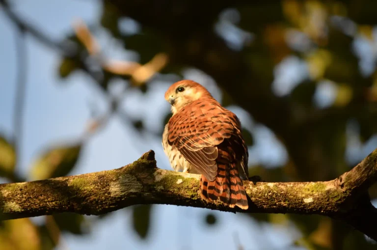 ebony-forest-mauritius-kestrel