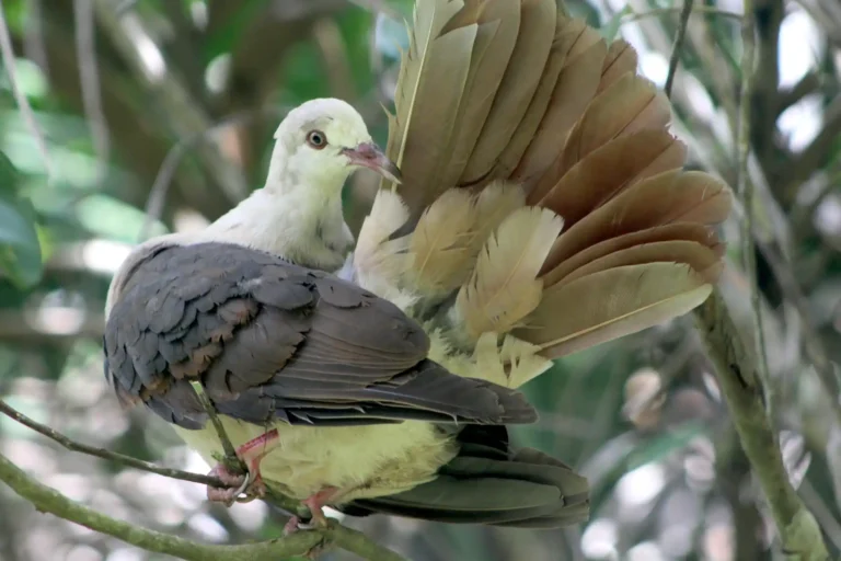 ebony-forest-mauritius-pink-pigeon
