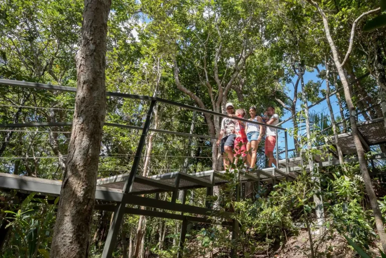 ebony-forest-mauritius-raised-pathways