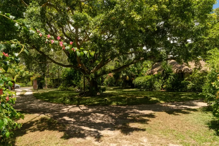 tree-villa-grankaz-mauritius